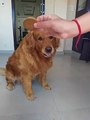 My Dog makes wrong Choice _ Golden Retriever Playing Guessing Game _ Cute and Adorable Dog(480P)