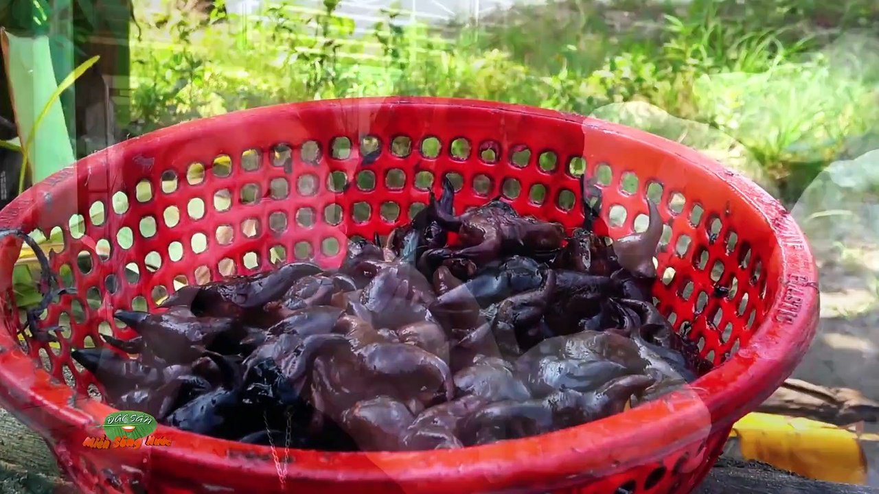 ĐSMSN - Món ngon Đồng Tháp - Đặc SẢn Miền Sông Nước