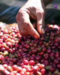 القهوة ثقافة ومزاج إليك اهم خمس دول انتاجا لها