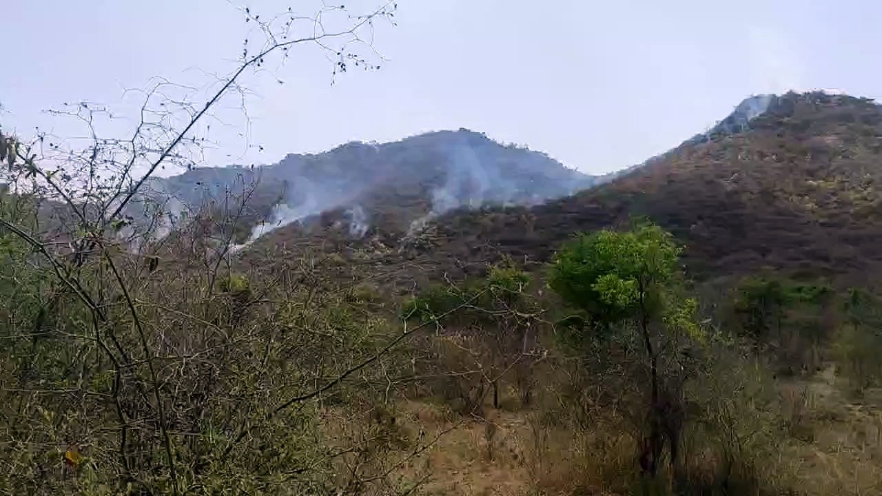 राजस्थान में जंगल भभका, सरिस्का के बाद अब इस जंगल में मंगवाएं हेलिकॉप्टर