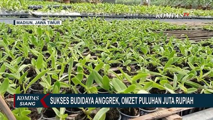 Keren! Seorang Pemuda di Madiun Budidayakan Anggrek Hingga Capai Omzet Rp30 Juta per Bulan