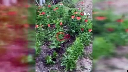 Bu çiçeği koparan, araba fiyatı kadar ceza ödüyor