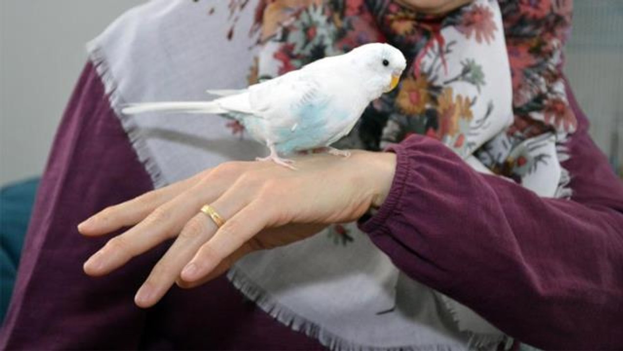 Yer: Sakarya! Sahibinin eğittiği kuş muhabbet e...