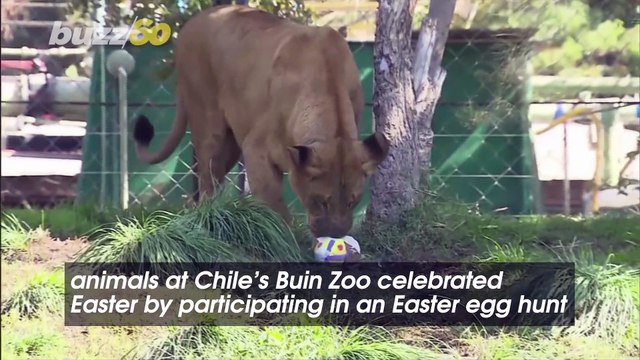 Chilean Zoo Hosts an Easter Egg Hunt for Its Animals To Celebrate Easter