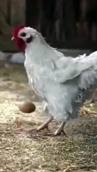 ஜோடி போட்டுக்குவோமா? ரொனால்டோவுக்கு டஃப் கொடுக்கும் கோழி! சிஆர்7 Vs சிக்கன் 7... கலக்கல் வீடியோ