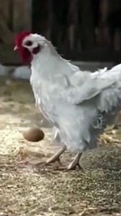 ஜோடி போட்டுக்குவோமா? ரொனால்டோவுக்கு டஃப் கொடுக்கும் கோழி! சிஆர்7 Vs சிக்கன் 7... கலக்கல் வீடியோ