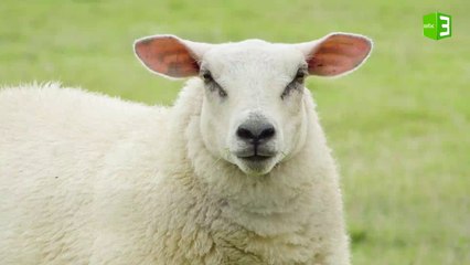 ورد ذكر الغنم في القرآن الكريم بلفظ غنم ونعجة ونعاج في عدد من الآيات