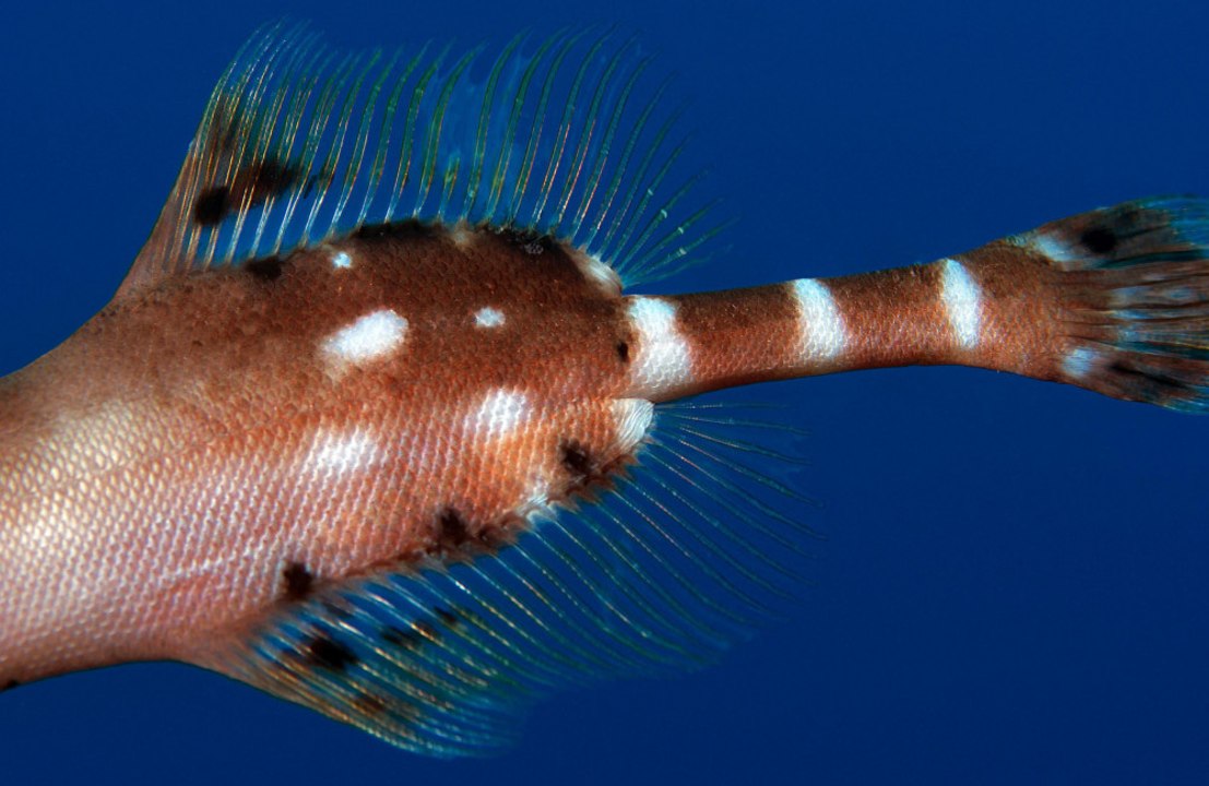 Fisherman discovers bizarre sea creatures shaped like baby dragons, doughnuts and cheeseburgers