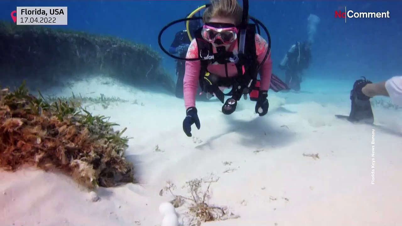 Florida Keys: Tauchender Osterhase versteckt Eier unter Wasser
