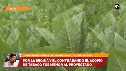 Por la sequía y el contrabando el acopio de tabaco fue menor al proyectado