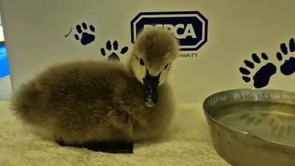 Cygnet rescued in Grantham at the East Winch Wildlife Centre
