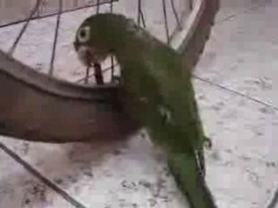 Parrot_vandal