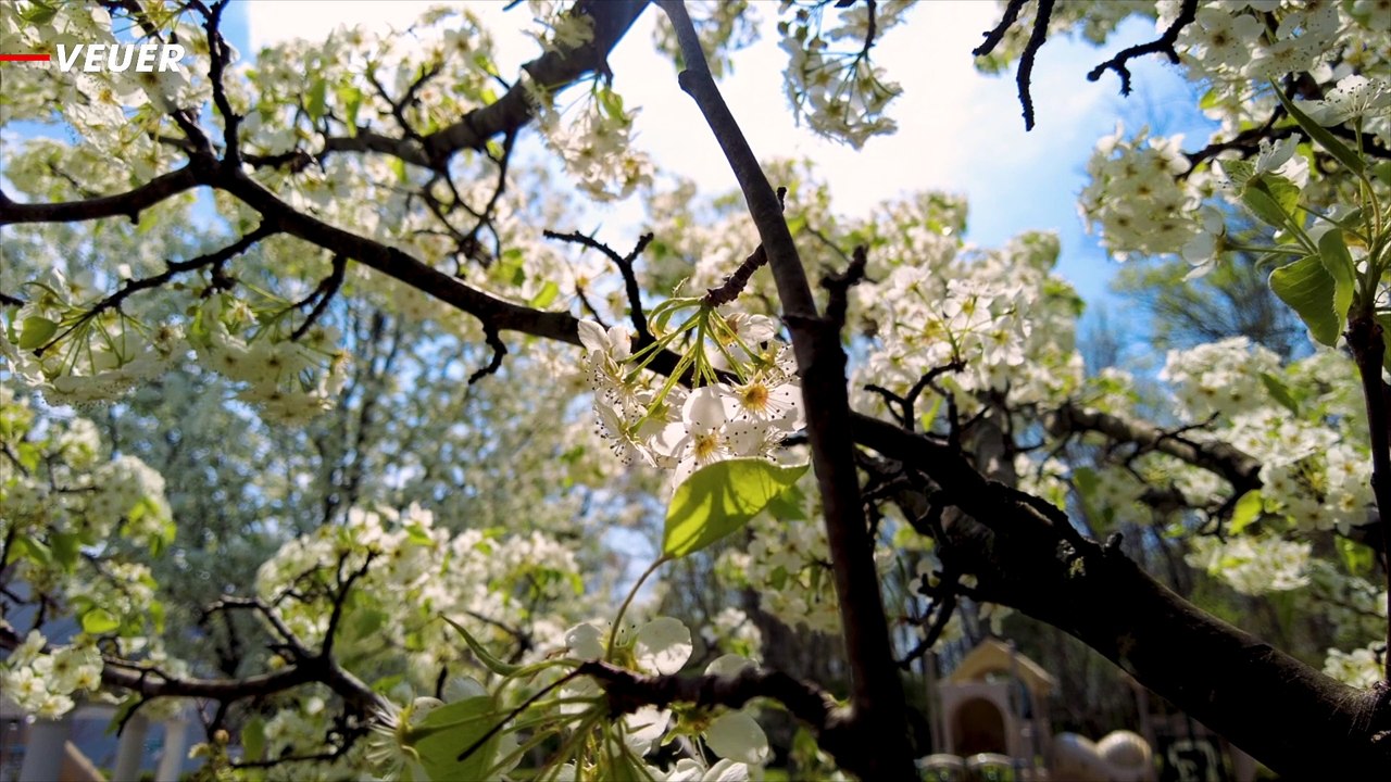 Watch Out! These Invasive Trees Smell Like Rotting Fish and Kill Plants
