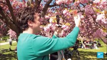 Un petit air de Japon à Sceaux avec les cerisiers en fleurs