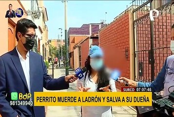 Perrito se avienta contra delincuente, le muerde y salva a su dueña de robo en Surco