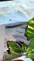 Surfista resgata salva-vidas em apuros a lutar contra fortes ondas