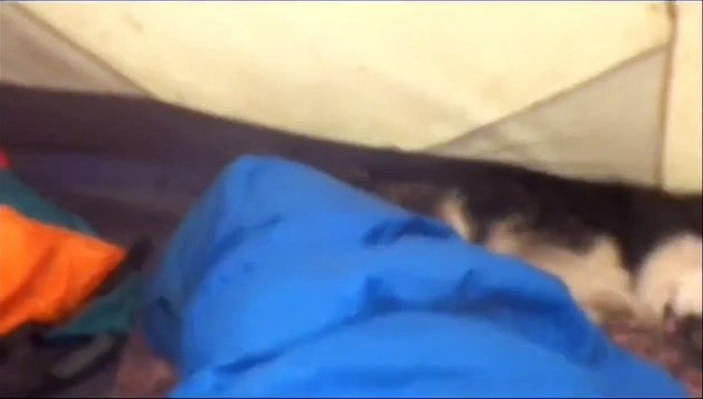 Passer une nuit en forêt... beaucoup d'insectes