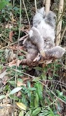 Returning a Fallen Baby Sloth to it's Mother