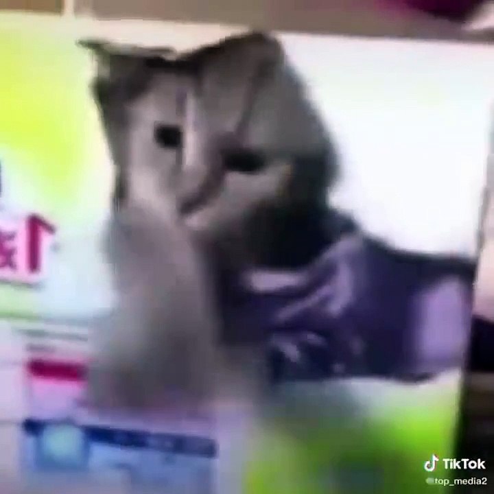 Funny Cats  - Funny ANIMALS are WAY FUNNIER! - Johnny Catsville