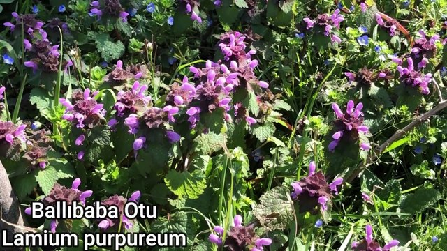 Doğada Birbirinden Faydalı Şifalı ve Yeniler Bilir Yabani Otlar