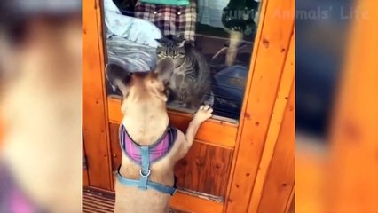 tik tok funny video/comedy tik tok video/India tik tok video tiktok