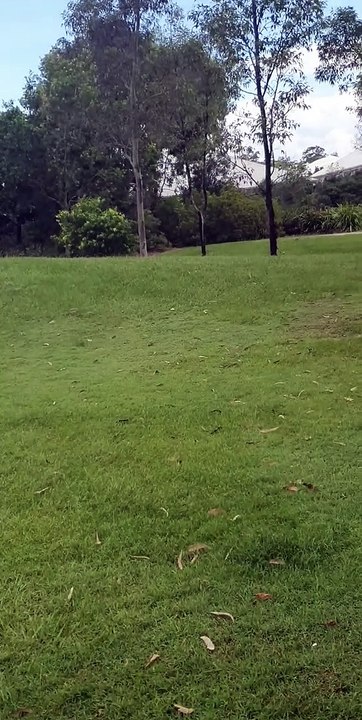 Fetch Motivates Dog to Fly