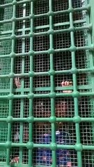 হে মালিত রক্ষা করুন