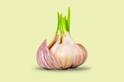 Is It Safe to Eat Sprouted Garlic?