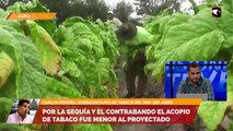 Por la sequía y el contrabando el acopio de tabaco fue menor al proyectado