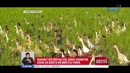 Mahigit 100k na itik, mino-monitor dahil sa banta ng bird flu virus | UB
