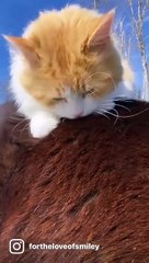 Large Orange and White Cat Chills on Horse Friend
