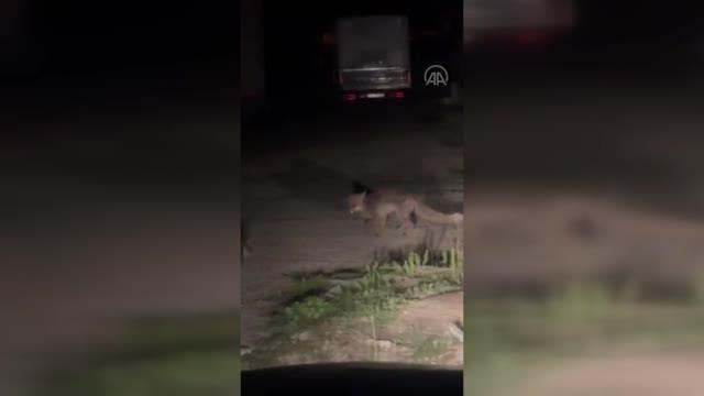 Yerleşim yerine inen tilki cep telefonuyla görüntülendi