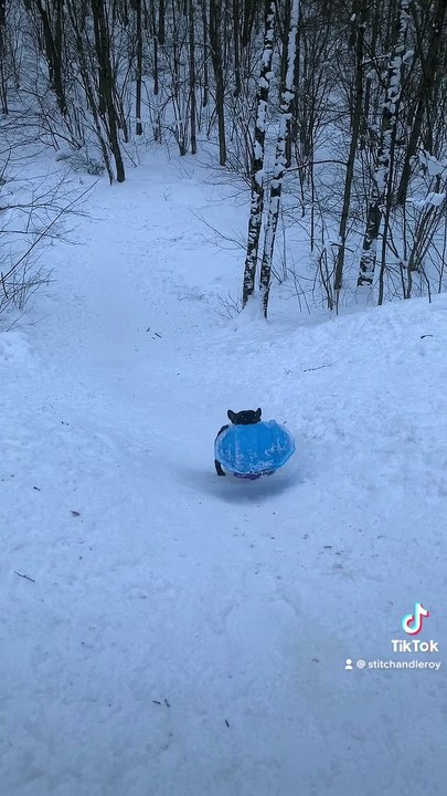French Bulldogs Go Sledding