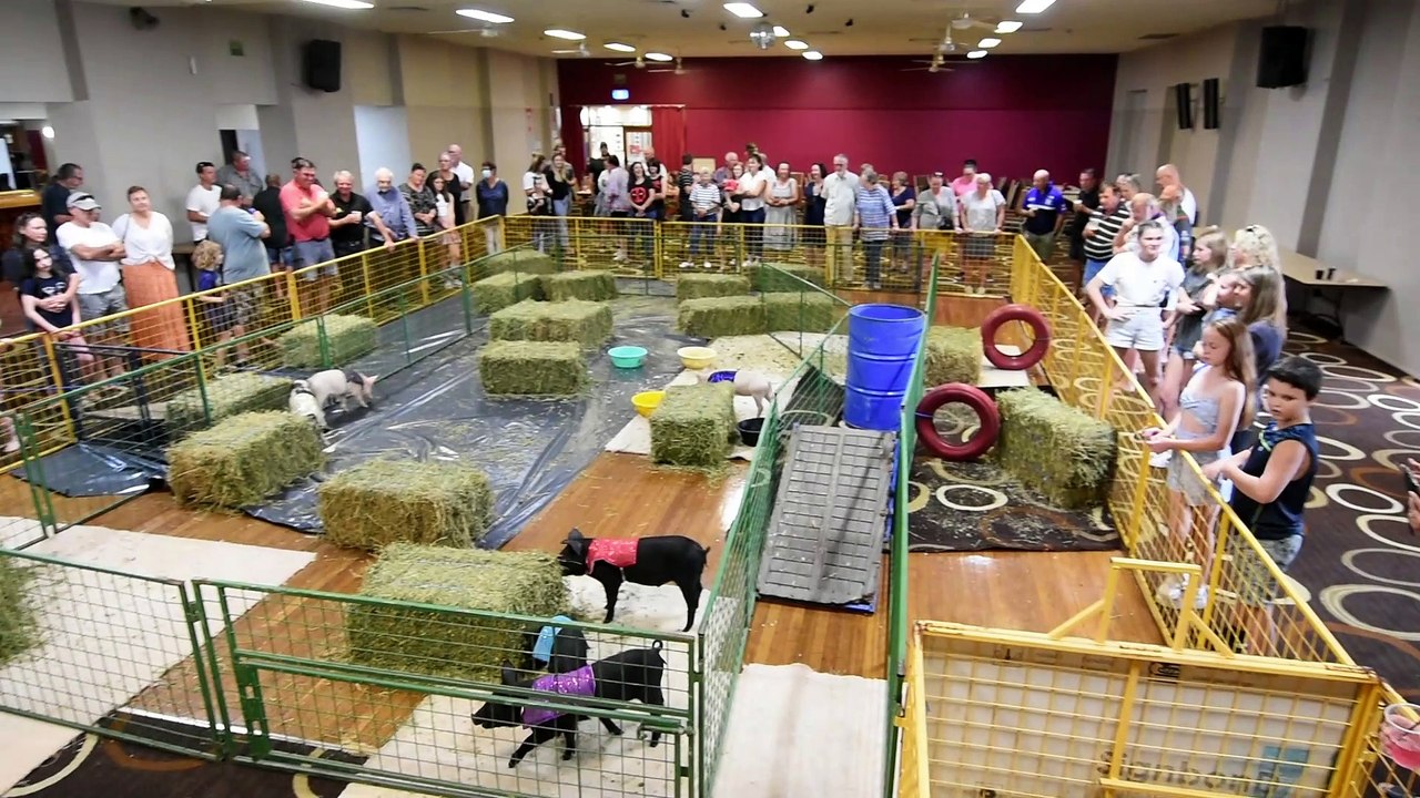 Pig races at Club Gloucester