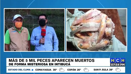 ¡Misterio! Aparecen mas de 5 mil peces muertos en laguna de La Esperanza, Intibucá