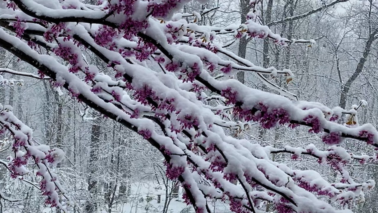 Winter's revenge: Mid-April snow wallops the No...