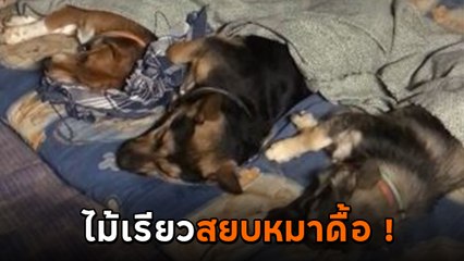 เอ็นดู.. ตูบไม่ยอมนอน จนไม้เรียวในมือแม่สั่น ก่อนจบพีคจนเป็นไวรัล