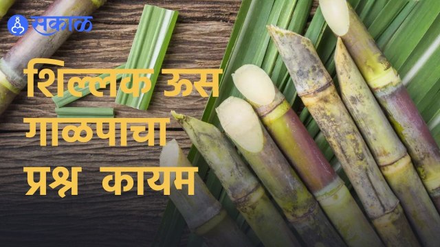 Maharashta | शिल्लक ऊस गाळपाचा प्रश्न कायम | Sakal|