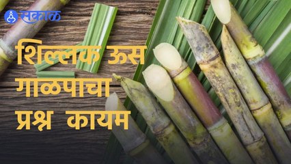 Maharashta | शिल्लक ऊस गाळपाचा प्रश्न  कायम  | Sakal|