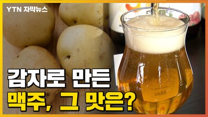 [자막뉴스] '감자'로 만든 맥주...과연 그 맛은? / YTN