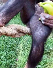 Animaux animal funny
