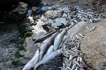 CAN ÇEKİŞEN? KÜÇÜKÇEKMECE GÖLÜ İÇİN 'BAKTERİLİ KURTARMA PROJESİ?