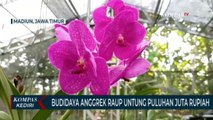 Hasilkan Puluhan Juta Dari Budidaya Bunga Anggrek