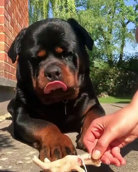What A Big Cute rottweiler baby  ----(720P_HD)