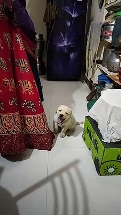 Labrador puppy waiting for lunch _ Little John I(1080P_60FPS)