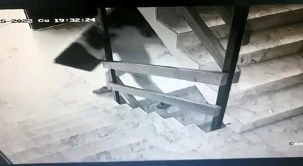 Son dakika haber... Kameralara aldırmadan televizyonu böyle çaldı