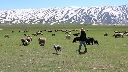 Aylık 7 bin liraya çoban bulamadılar, nöbet sistemine geçtiler