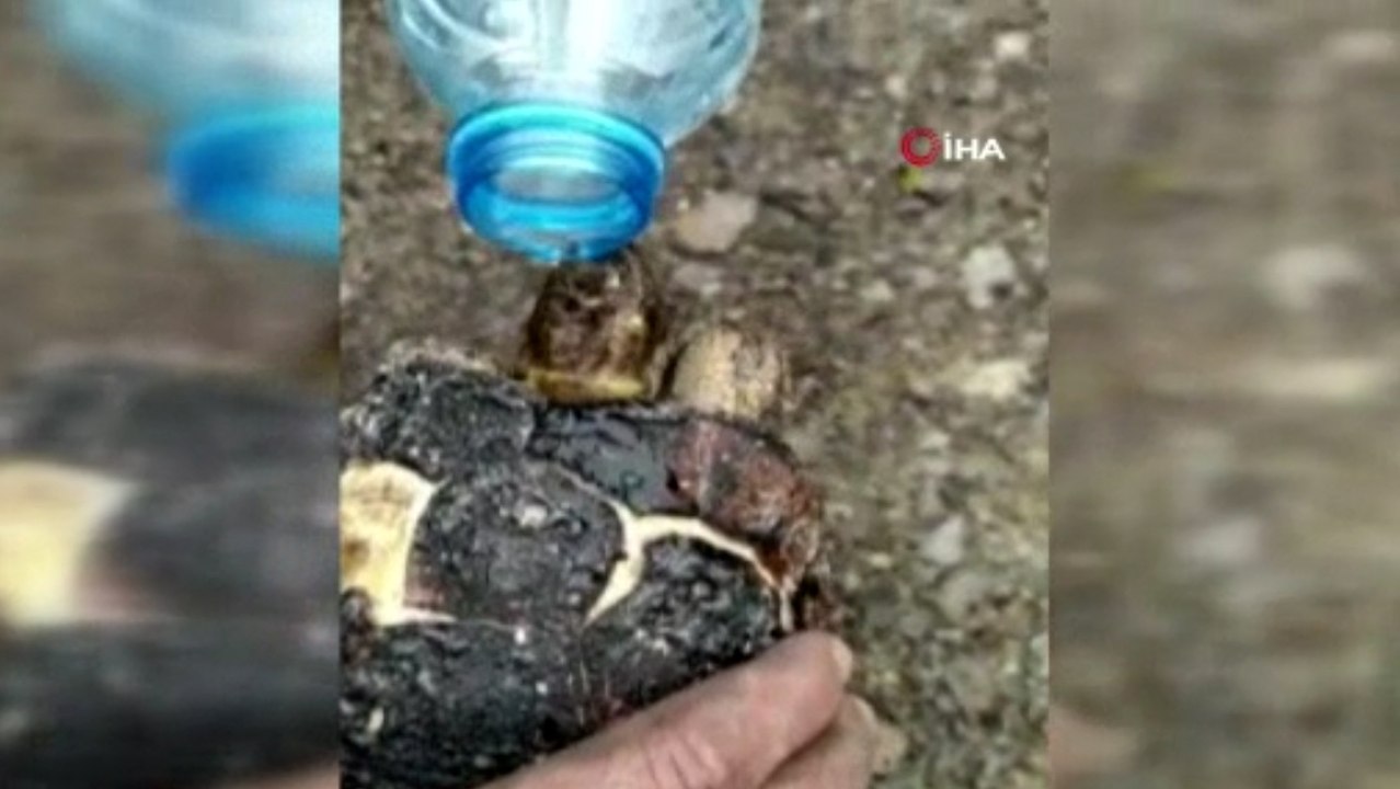 Yangında mahsur kalan kaplumbağa yanmaktan son anda kurtarıldı