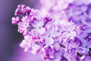 6 fleurs à planter en avril pour un jardin coloré et parfumé !