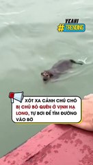 Xót xa cảnh chú chó bị chủ bỏ quên ở Vịnh Hạ Long, tự bơi để tìm đường vào bờ